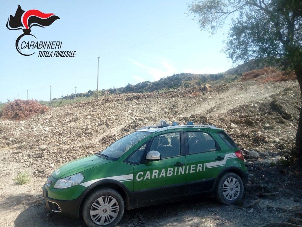Estirpazione abusiva a Paludi, denunciati gli autori