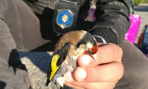 Blitz antibracconaggio della Polizia Provinciale in Sila: tre denunce