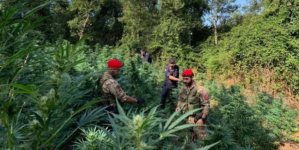 Rinvenuta una piantagione di marijuana: due arresti