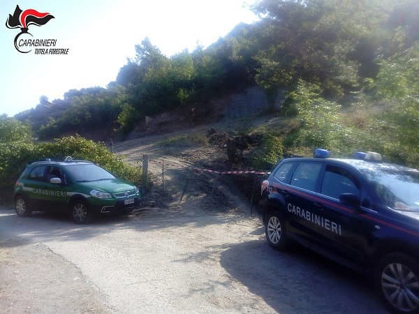 Carabinieri Forestale, Caloveto: estirpate piante per coltivare ortaggi
