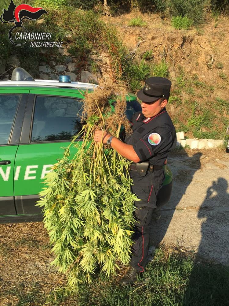 Coltivava piante di cannabis a Corigliano Rossano, denunciato 53enne