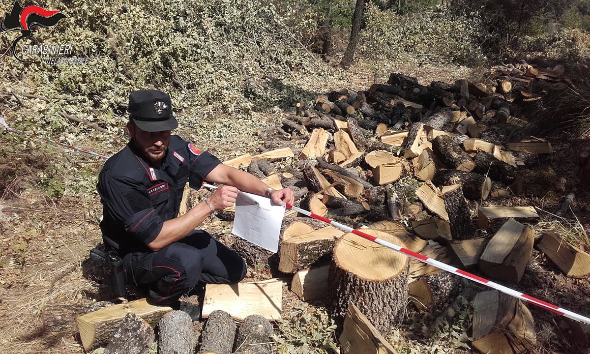 Carabinieri Forestale: San Sosti – Tagliavano legna senza autorizzazione. Due denunce