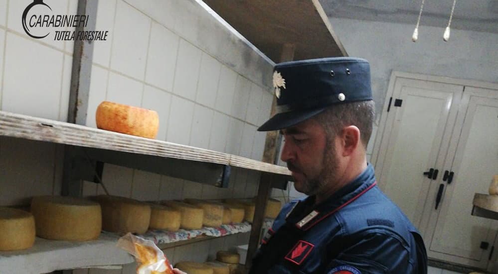 Carabinieri forestale scoprono vero e proprio caseificio abusivo