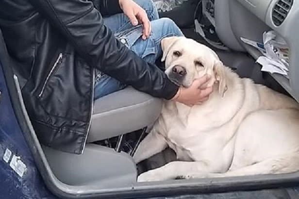 Da Corigliano la storia di Marlene: da due settimane fa la guardia alla tomba del padrone