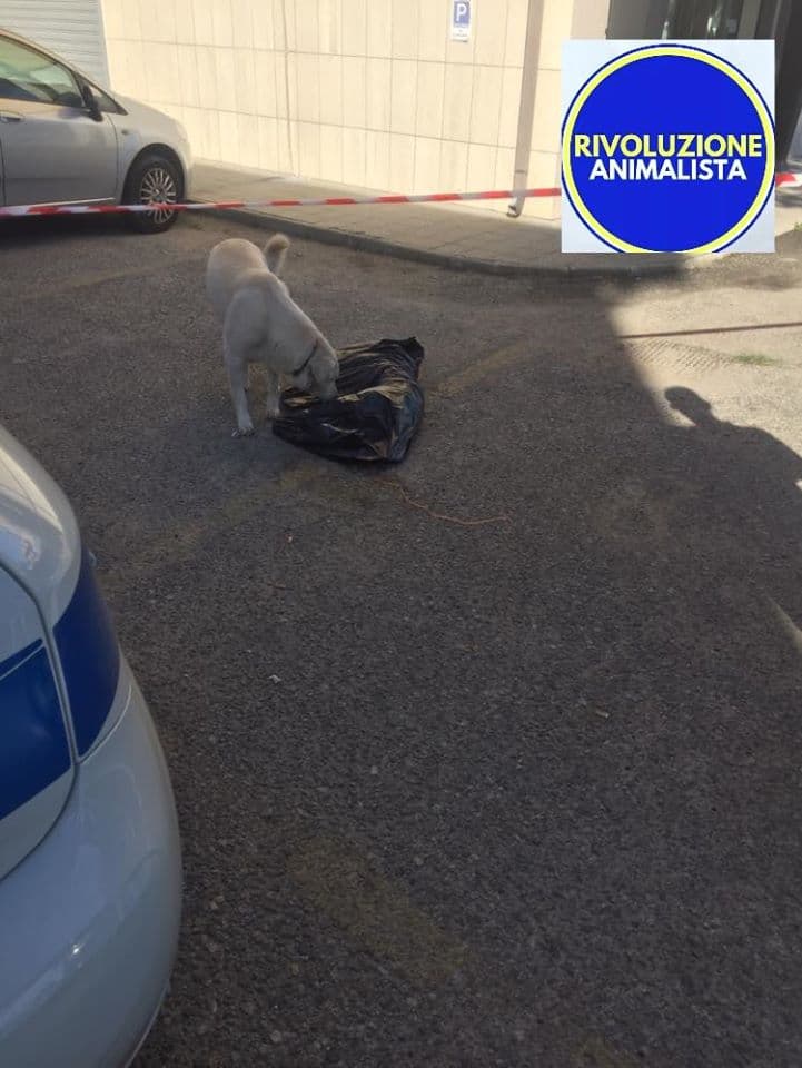 Bella il cane avvelenato a Corigliano e la lezione d'amore di Black