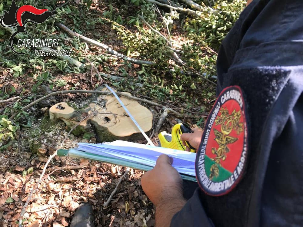 San Benedetto Ullano: i Carabinieri Forestale smascherano beneficiario del reddito di cittadinanza che lavorava per ditta boschiva