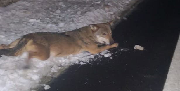 Lupo Silano morente a bordo strada. Salvato