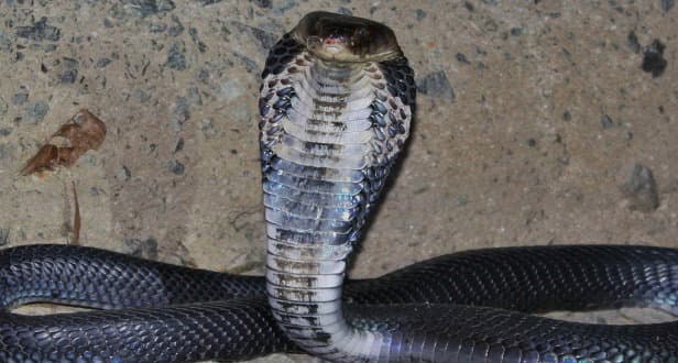 Coronavirus, gli esperti: esploso per colpa dei serpenti presenti nella dieta cinese