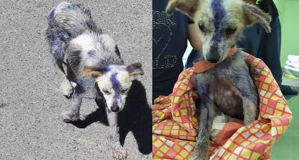 Prima picchiato e poi pitturato. Cane salvato a Schiavonea