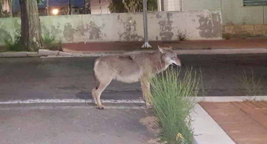 Un lupo a passeggio per le strade vuote di Crotone