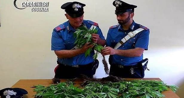 16 piante di cannabis nel giardino di casa, denunciato dai Carabinieri