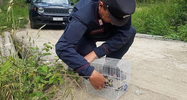 Deteneva degli esemplari di Cardellini: denunciato dai Carabinieri