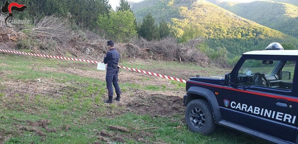 Taglio Abusivo. I Carabinieri di Morano Sequestrano area boscata