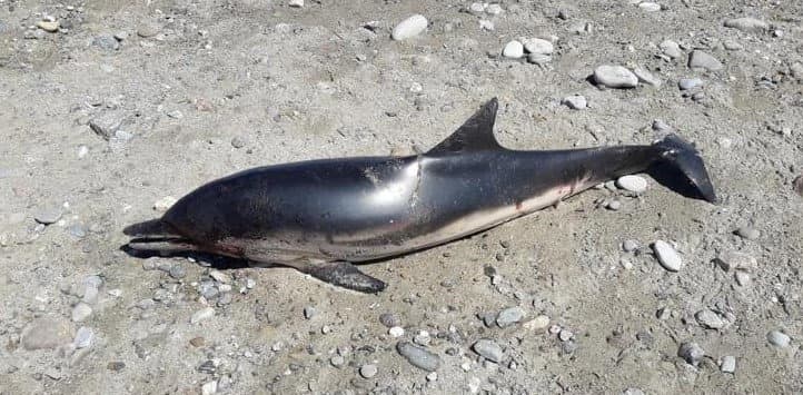 Delfino spiaggiato sul lungomare di Rossano
