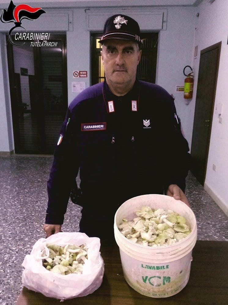 A caccia di funghi sul Pollino in barba ai divieti, sanzione di 700 euro elevata dai Carabinieri Forestale