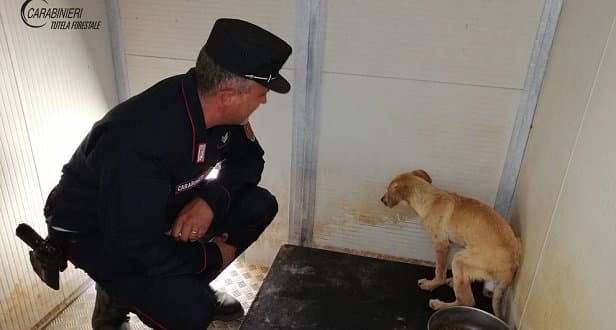 Cane ferito ad una zampa, i Carabinieri gli salvano la vita