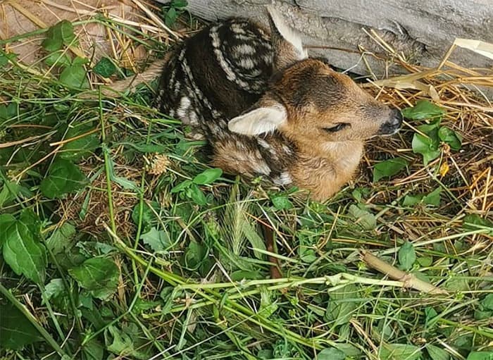 Soccorso un cucciolo di capriolo rimasto ferito accidentalmente sotto le ruote di un trattore