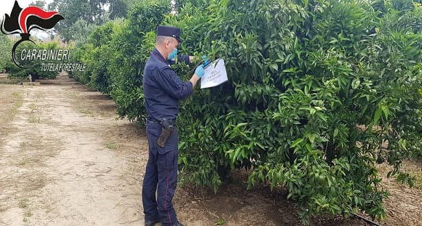 Corigliano: Sequestrati agrumeti occupati abusivamente
