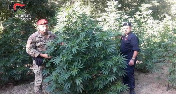 Coltivazioni di sostanze stupefacenti: due arresti in due giorni