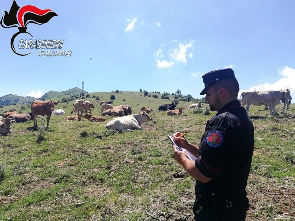 Controlli sui pascoli del Pollino: sanzioni per bovini privi di identificazione
