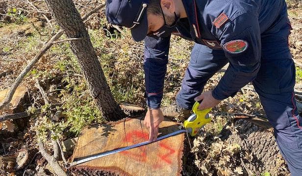 Piante di Roverella, denunciate tre persone per furto e taglio abusivo