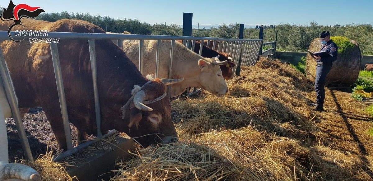 Maltrattamento animali, a Cerchiara denunciato un allevatore e posti sotto sequestro i bovini