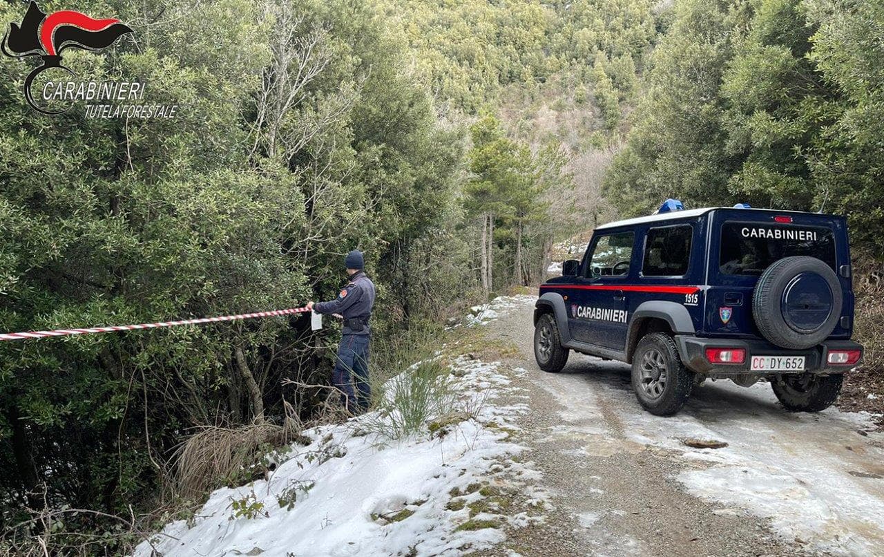 Morano, sequestri e denunce per tagli boschivi nel parco del Pollino
