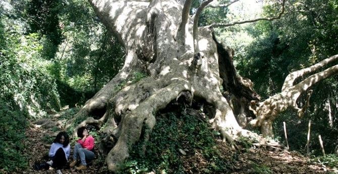 Albero di Curinga, Tetro e Saporito (Circoli dell'Ambiente): «Votiamo la Calabria e un pezzo di rinascita»
