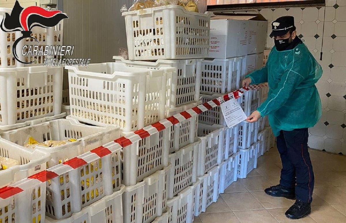 S. Lorenzo del Vallo, sequestrati 13 quintali di prodotti di panificazione e pasta fresca