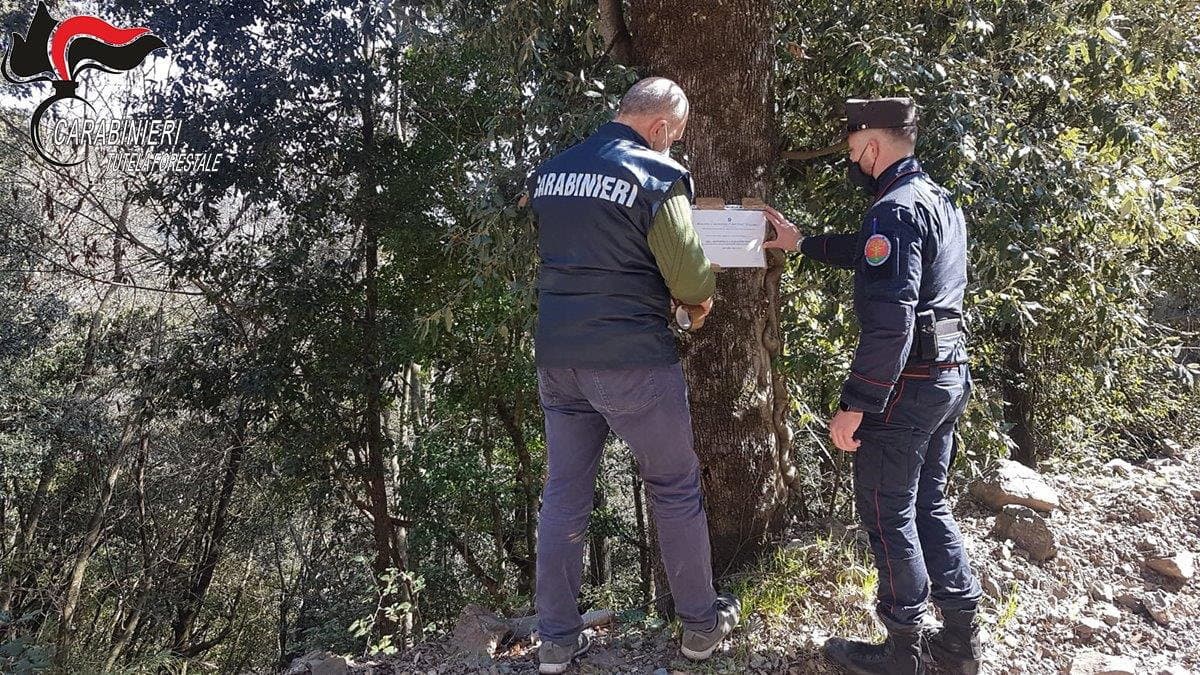Malvito, realizzano strade abusive nel bosco: denunciati per abusivismo edilizio a danno ambientale