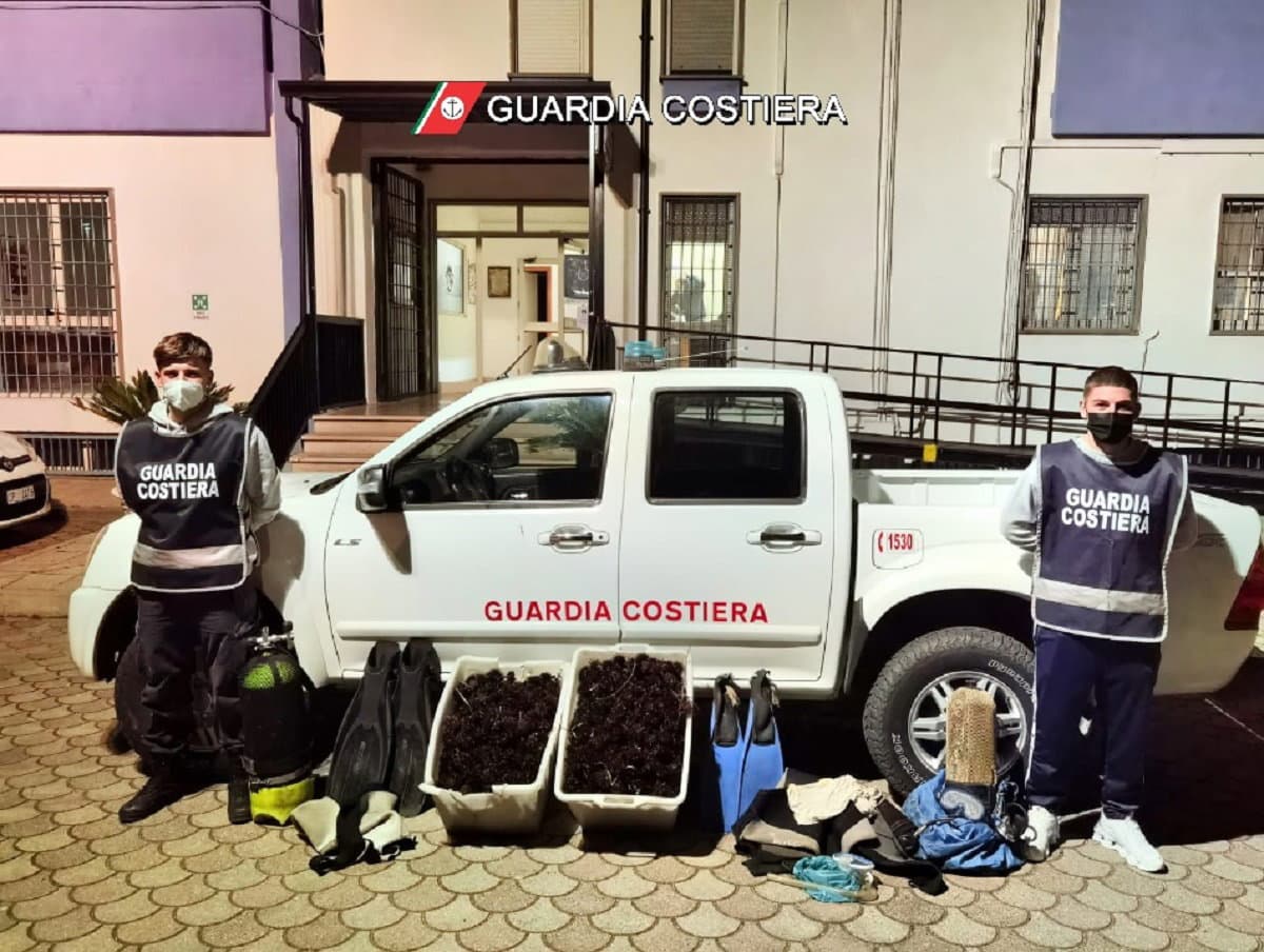 Trebisacce, sequestrati 1.800 esemplari di riccio di mare. Rigettati in mare perché ancora vivi