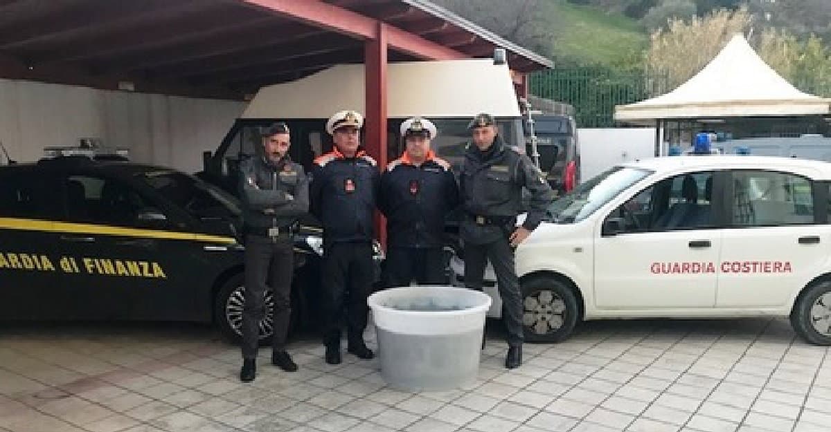Roseto Capo Spulico, sequestrati 750 chili di novellame di sarda