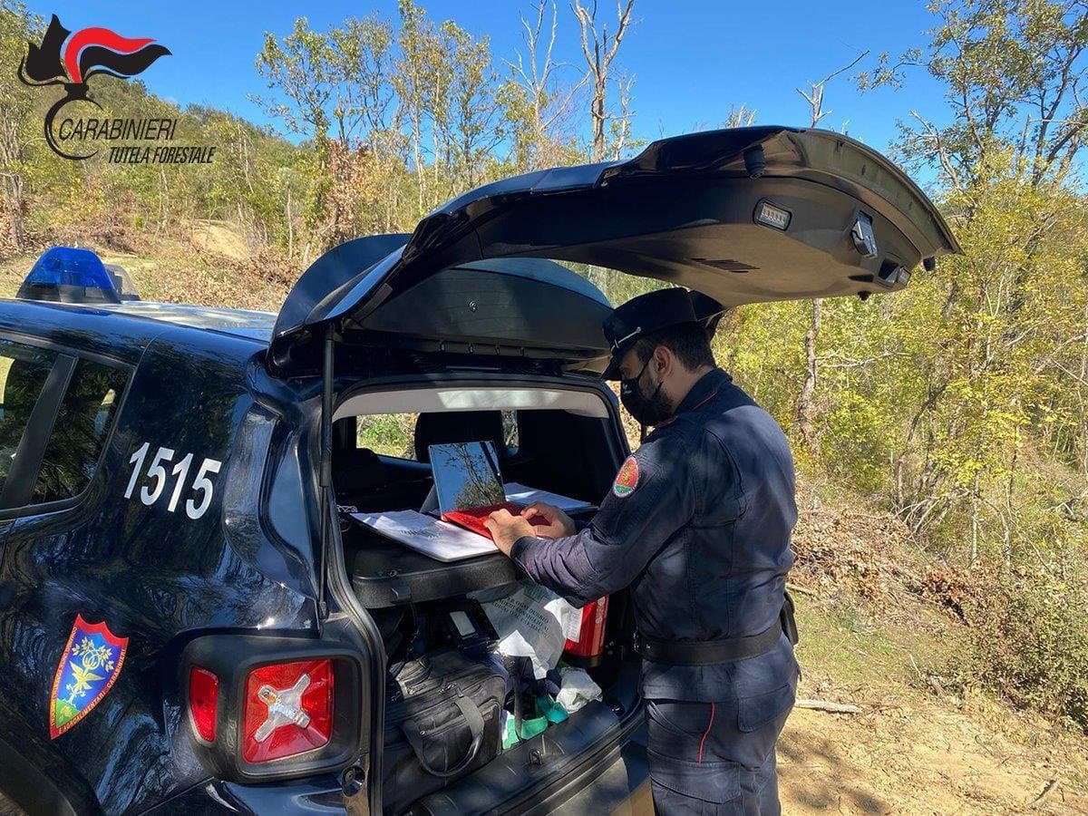 Cosenza, denunciato allevatore per pascolo abusivo