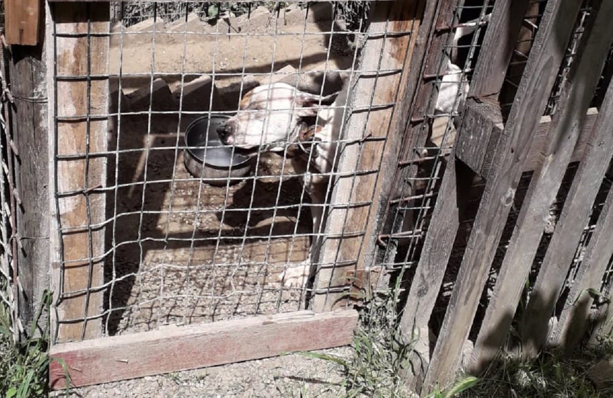 Mendicino, pitbull denutriti e con cicatrici: denunciato per maltrattamento di animali