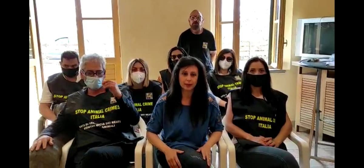 Randagismo, il Movimento nazionale stop animal crimes chiede prevenzione