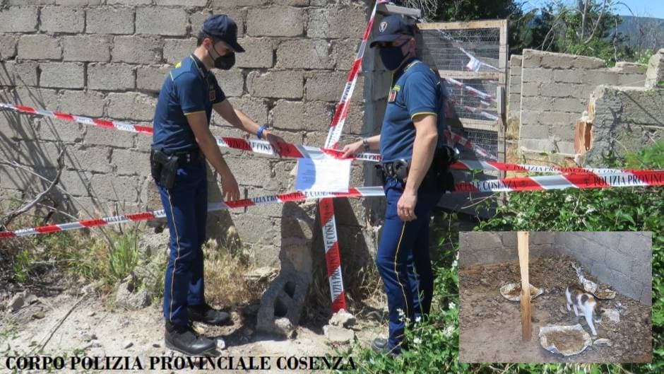 Gatti malnutriti e seviziati: scoperto (e sequestrato) un rifugio in Sila