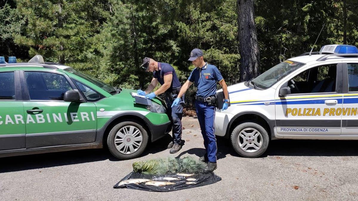 Bracconaggio ittico nel Parco Nazionale della Sila: Tre persone denunciate
