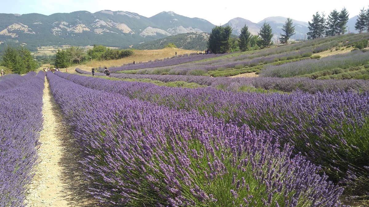Scopriamo insieme i profumi e le magie del Parco della Lavanda di Morano Calabro