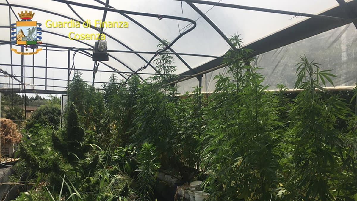 Sequestro di oltre 800 kg di marijuana e di un impianto di produzione illegale: arrestato il responsabile