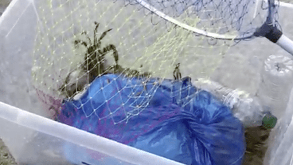 Il Comune di Cassano ferma la pesca illegale di granchi nel Canale degli Stombi