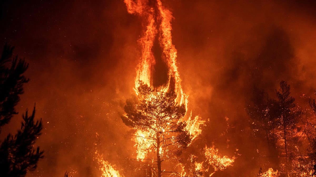 Decreto legge Incendi, D’Ippolito (M5s): «Pronta risposta del Governo soprattutto in favore della Calabria»