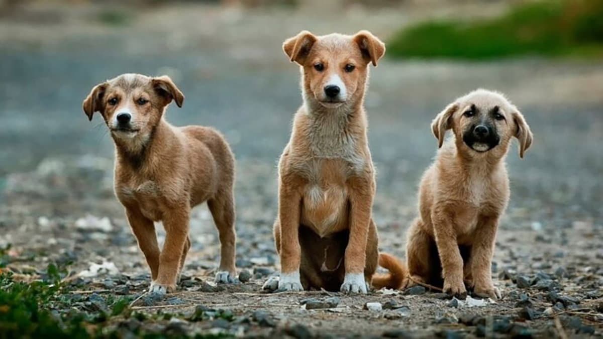 In Calabria parte la campagna #VotaAlPostoMio per dare voce e diritti ad animali e ambiente