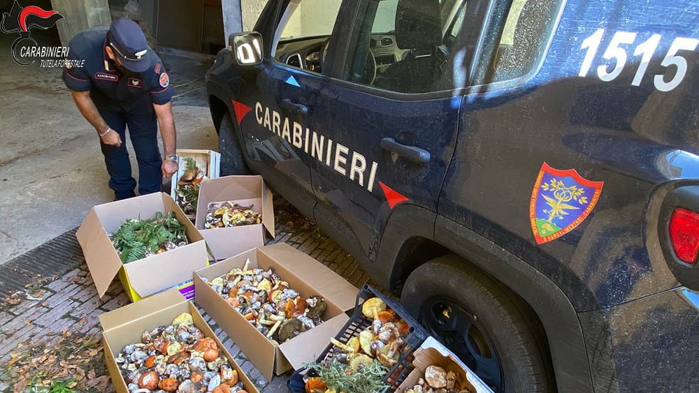 Sequestrati oltre 70 kg di funghi epigei, numerose sanzioni nel cosentino