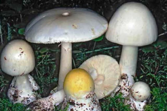 Una cena a base di funghi velenosi: donna di Campana lotta tra la vita e la morte