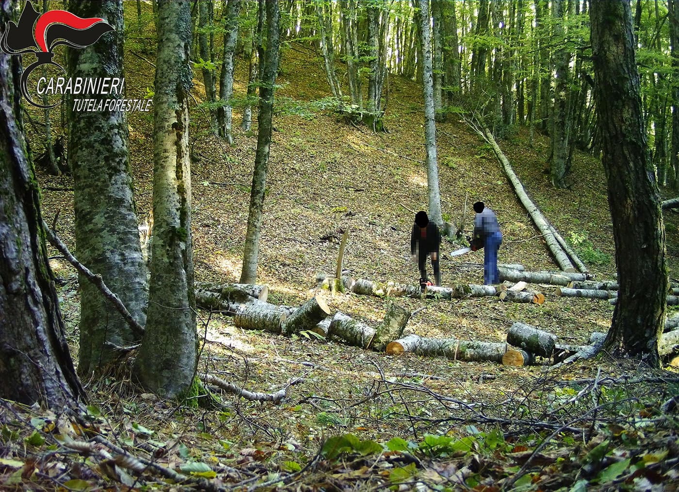 Cosenza, trafugavano legna dalla Riserva naturale: Denunciati