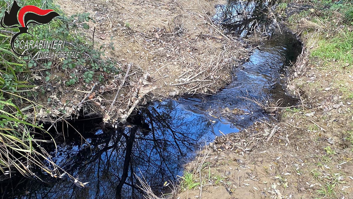 Sversa reflui oleari in un corso d’acqua: denunciato il titolare di un frantoio