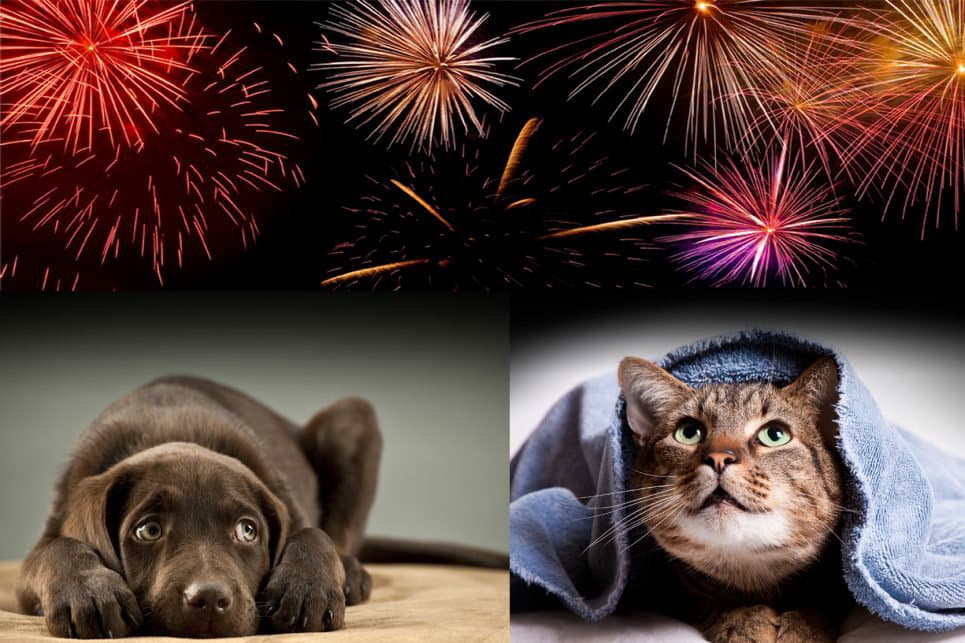 Botti di Capodanno, 400 morti tra cani e gatti: Maglia nera per la Calabria