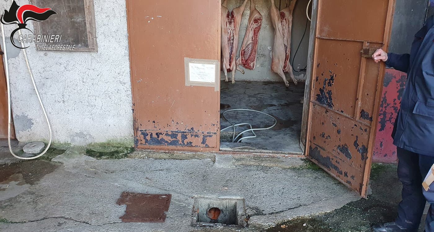Carne da macello senza timbri né certificati: maxi sequestro dei carabinieri forestali