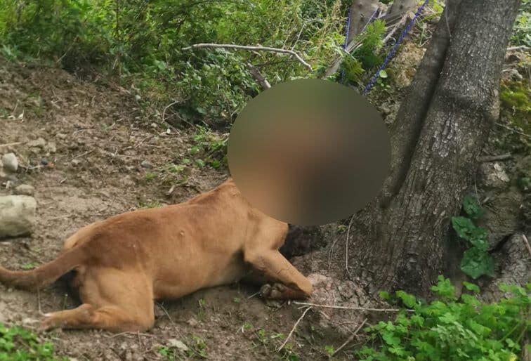 Cane trovato impiccato ad un albero a Rossano: la vergogna continua