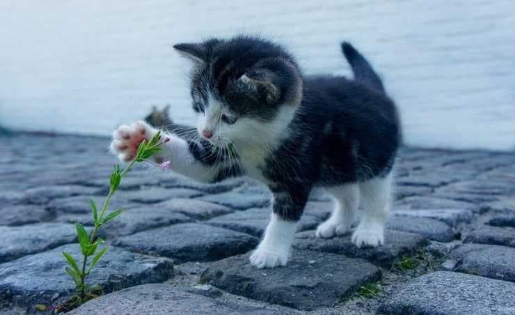 Oggi è la giornata del gatto: in Italia ce ne sono 7 milioni che vivono in casa
